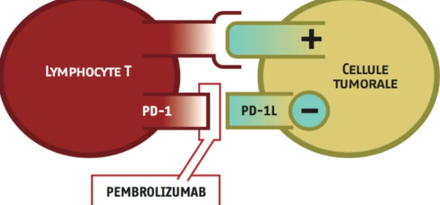 Figure 8: Mode d’action de Pembrolizumab  + :activation du LT, - : inhibition du LT      (GEOQ