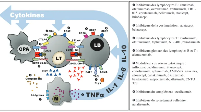 Figure 9: Cibles des biothérapies immunologiques  (Arnaud, Laurent et al mai 2009) 