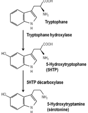 Figure 1.2. Représentation de la synthèse de sérotonine (inspiré de la référence 41). 