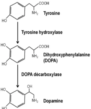 Figure 1.3. Représentation de la synthèse de dopamine (inspiré de la référence 41). 
