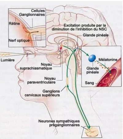 Figure 1.10. Schéma résumant les cibles influencées par les ipRGC suite à la stimulation lumineuse  jusqu’à la sécrétion de la mélatonine par la glande pinéale (tiré de la référence 243 [copyleft])