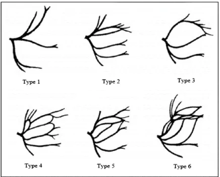 Figure 3: 6 types de répartition des branches du nerf facial (2) 