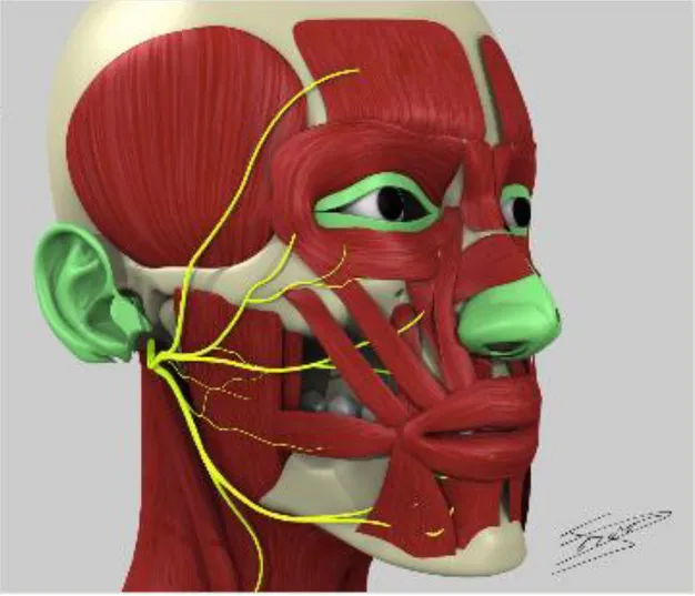 Figure 4 : Trajet du nerf facial par rapport au SMAS : illustration du Pr JP Giot. 