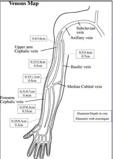 Figure 7 : anatomie veineuse du membre supérieur (Brown P. Eur J  Vasc Endovasc Surg 2006 ;31 :64-69 ) 