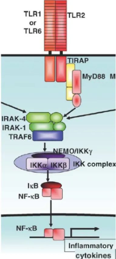 Figure 6 : Schématisation de la cascade de signalisation induite par l’activation du dimère TLR2/6  ou TLR2/1, à l’origine de la production de cytokines pro-inflammatoires (Takeda &amp; Akira, 2004)