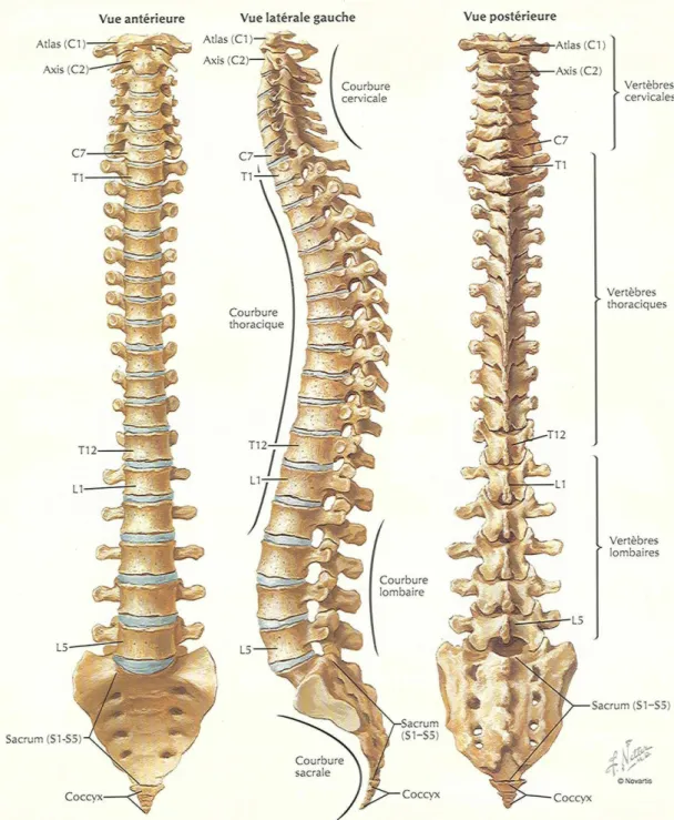 Figure 2 : Rachis osseux 