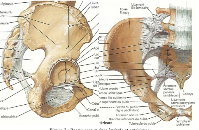 Figure 3 : Bassin osseux, face latérale et antérieure 
