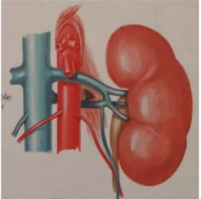 Figure 11- veine rénale gauche double formant un anneau autour de l'aorte 