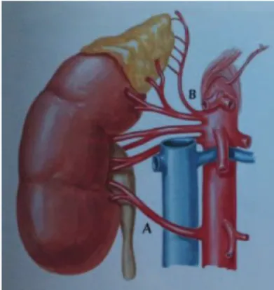 Figure 12- A- une artère rénale accessoire peut passer devant la VCI   B- les artères surrénales supérieures peuvent naître avant l’A