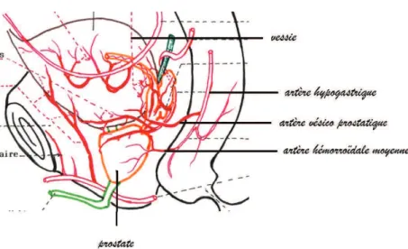 Figure 16- vascularisation artérielle de la prostate 