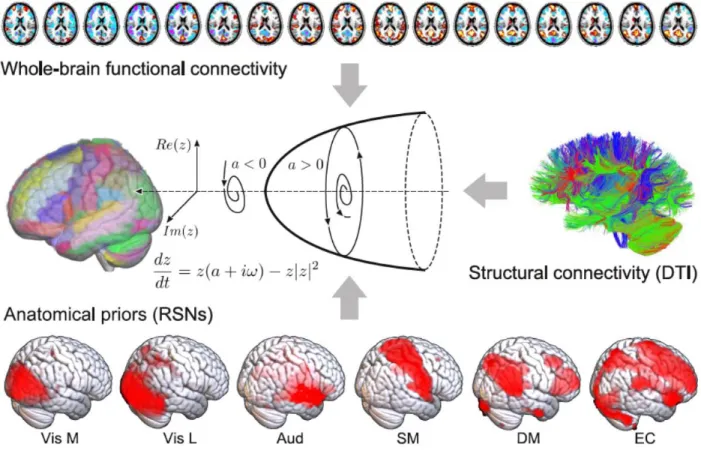 Figure 1. Procedure followed to construct the whole-brain computational model. The dynamics of each  node in the structural connectivity matrix are represented by a Hopf bifurcation with three possible  dynamical regimes depending on the value of the bifur