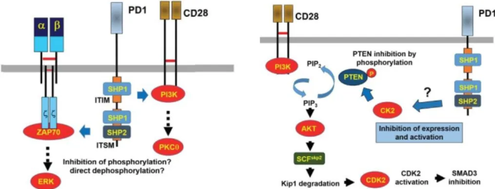 Figure 7 : Voie PD-1/PDL-1 directe et indirecte, d’après Arasanz et al.