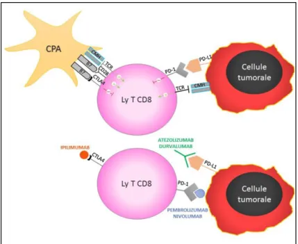 Figure 9 : Mécanisme d’action des immunothérapies anti PD-1 (Nivolumab, Pembrolizumab),  anti PDL-1 (Atézolizumab, Durvalumab) et anti CTLA-4 (Ipilimumab) 