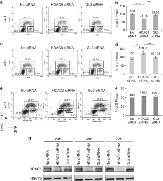 Figure 2 (a–f) HDAC5 depletion decreases DNA replication. HeLa cells were mock-transfected (No siRNA) or transfected with a siRNA directed against either HDAC5 or GL3 for 24 (a), 48 h (c), or 72 h (e); pulse-labeled for 30 min with the nucleotide analog Br