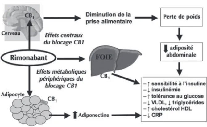 Figure  1  :  Effets  métaboliques  escomptés  du  blocage  par  le  rimonabant  des  récepteurs  CB1  centraux  et  périphériques  chez  le  sujet  obèse  ou  en  surpoids.