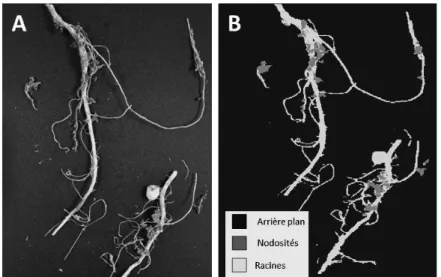 Figure  1 :  (A)  Photographie  d'un  échantillon  de  racines  de  pois  protéagineux