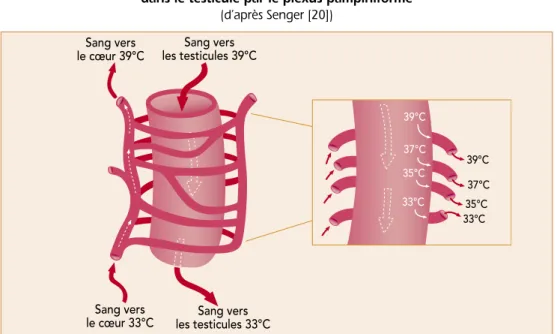 Figure 2 - Thermorégulation du sang arrivant  dans le testicule par le plexus pampiniforme 