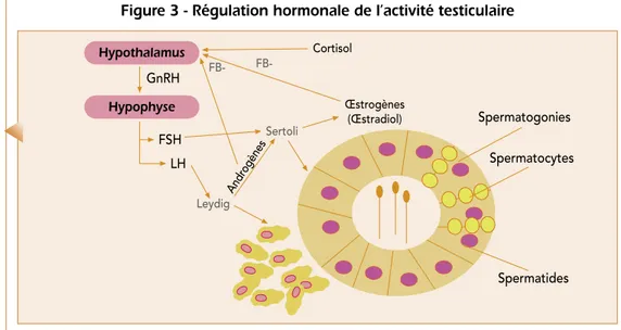 Figure 3 - Régulation hormonale de l’activité testiculaire
