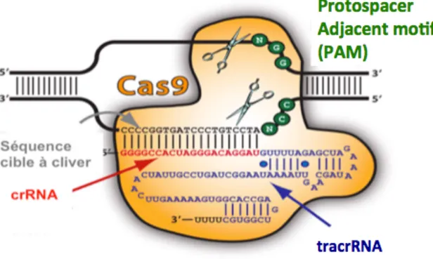 Fig. 7. CRISPR-Cas9 nucléase. D’après le site internet https://www.systembio.com. Mécanisme  de  défence  immunitaire  adaptatif  des  bactéries  et  Archea  qui  permet  la  dégradation  de  l’ADN  étranger