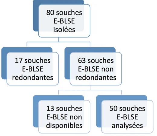 Figure 20. Résultats des dépistages en terme de souches E-BLSE  de portage digestif. 
