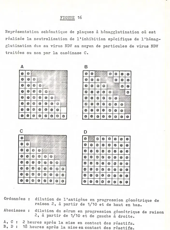 figure  d'  hémagglutination.