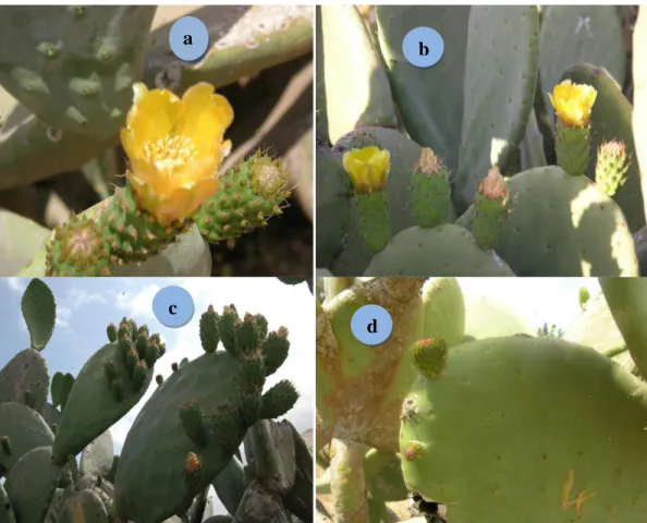 Figure  2 :  Emission  des  fleurs  et  des  fruits  sur  la  partie  supérieure  des  cladodes  d’un  an  (a,  b  et  c)  et  des  pousses  sur  les  cladodes  de  deux  ans et plus (c et d)