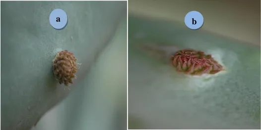 Figure  4:  Bourgeon  floral  (a)  et  végétatif  (b)  du  cactus  opuntia.  Ils  se  distinguent  par  leur  forme  qui  est sphérique  chez  le  bourgeon  floral  et aplatie  chez  le  végétatif