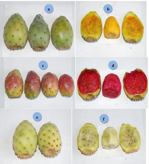 Figure  8:  Variétés  de  fruits  du  figuier  de  Barbarie  Opuntia  ficus-indica  avec  différentes  couleurs  au  Maroc:  (a  et  b)  variété  ‘Moussa’  (écorce  vert  jaunâtre  et  pulpe  jaune  orangé);  (c  et  d)  variété  ‘El  Akria’  (écorce  vert