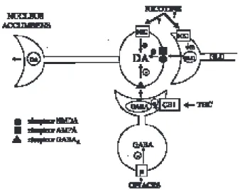 Fig. 1. Représentation schématique des mécanismes par lesquels nicotine, cannabis et opiacés augmentent la libération de dopamine dans le nucleus accumbens