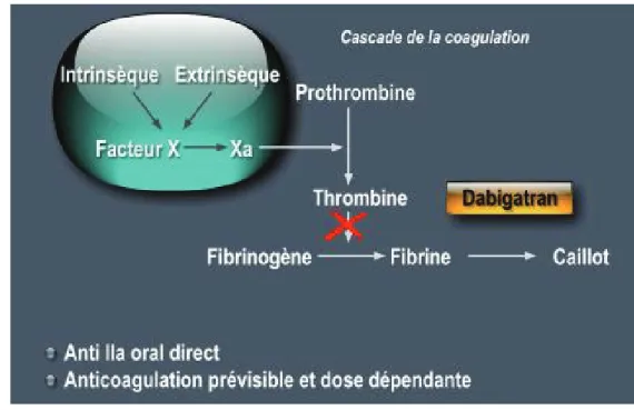 Figure 3 : Mécanisme d’action du dabigatran Avec l’accord du Pr MD Drici 
