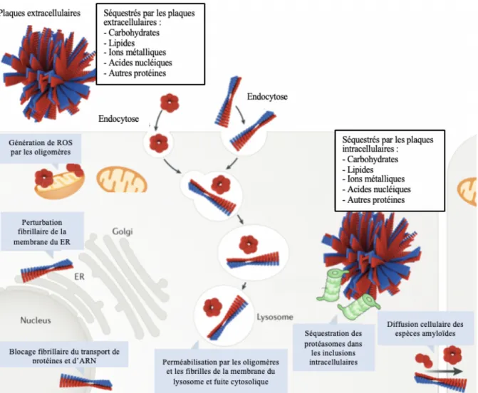 Figure 2. Mécanismes cytotoxiques des espèces pré-amyloïdes (adaptée de Ladanza MG. Nat Rev Mol Cell Biol  2018)