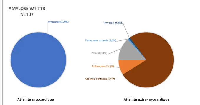 Figure 8. Répartition des atteintes scintigraphiques des patients wt-TTR  Atteintes myocardiques (à gauche) et extra-myocardiques (à droite) 