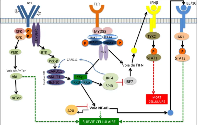 Figure 4 : Les différentes voies cellulaires impliquées dans le LBDGC non-GC (Yang et al., 2012) 