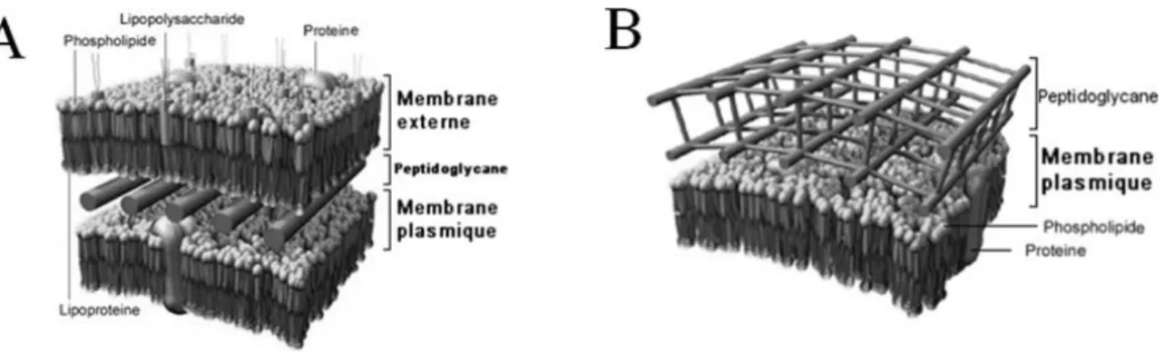 Figure 1-5 : A) structure de la paroi des bactéries  à Gram négatif, B) structure des bactéries à Gram  positif (Site internet Biotechnologies de l'académie de Bourgogne) 