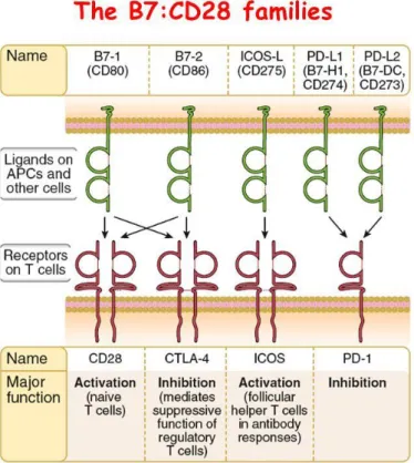 Figure  11 :  Protéines  de  la  famille  B7-CD28.  Issu  du  livre  « Les  bases  de  l’immunologie fondamentale et clinique » Abbas AK