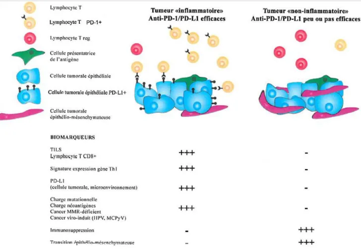 Figure  48 :  Biomarqueurs  prédictifs  de  l’efficacité  des  anti-PD-1/PD-L1  selon  le  statut 