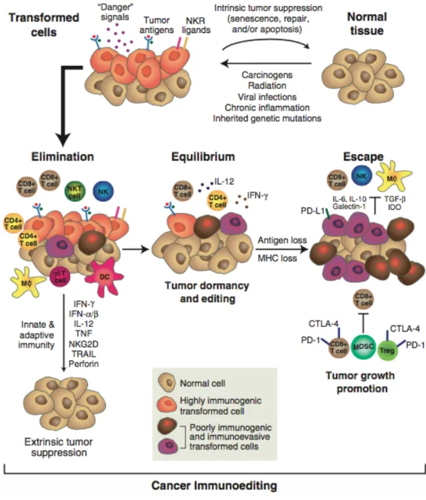 Figure 4 : Théorie d’immunoediting des cancers ou théorie des 3E (élimination, équilibre et  échappement)