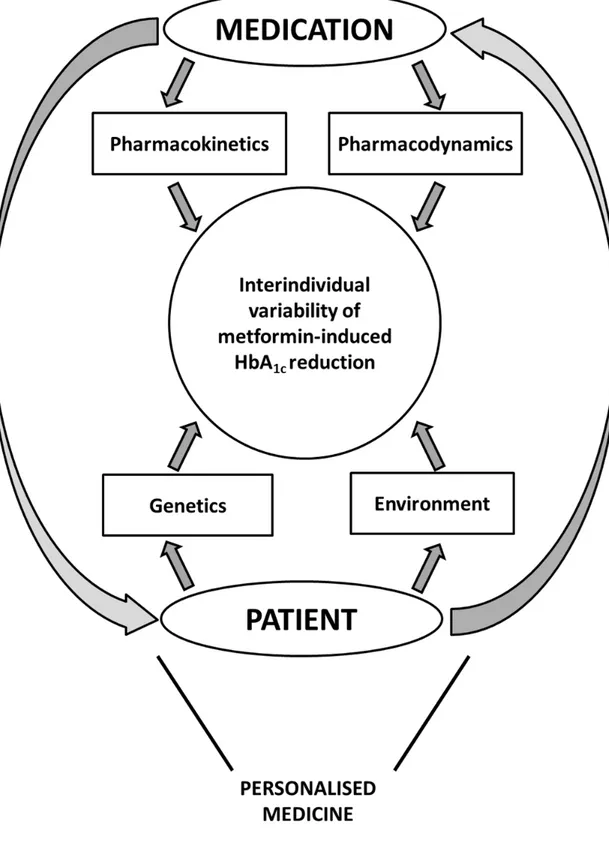 Figure 1 : Interactions between medication-related and patient-related factors contributing to  the interindividual variability of metformin-induced HbA1c reduction in patients with type 2  diabetes, beyond daily drug dosage and patient’s compliance
