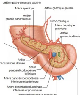 Figure 2 Vascularisation artérielle du  pancréas (vue postérieure) 