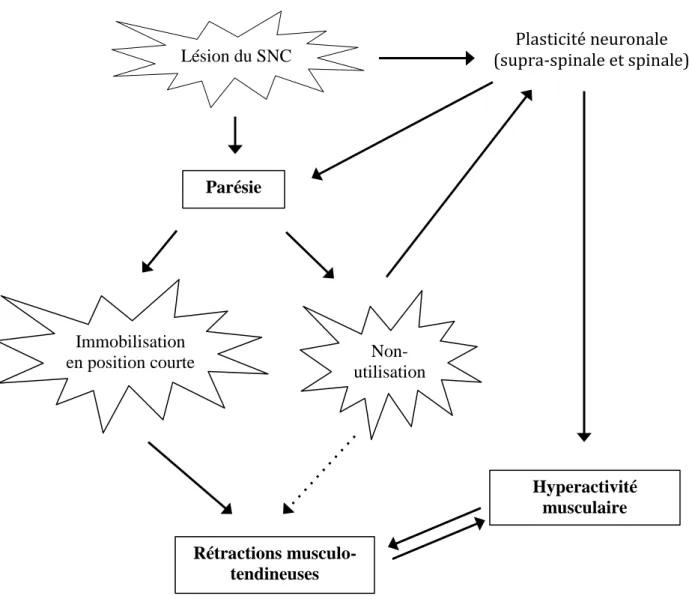Figure 1: Mécanisme de la parésie spastique déformante après lésion du SNC d’après JM Gracies (23) 
