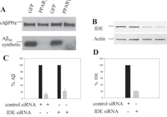 Fig.  4.  Down-regulation  of  IDE  levels  does  not  rescue  Aβ  stability  in  PPARγ-transduced  HEK293  cells