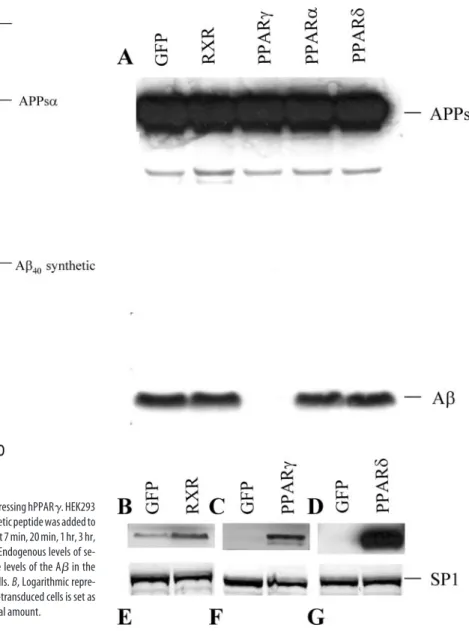 Figure 6. Downregulation of A ␤ levels is a specific effect of the hPPAR ␥ isoform of the PPAR family
