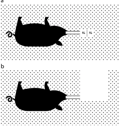 Fig. 1. Experimental avalanche burial with anaesthetised, intubated piglets breathing (a) into an air pocket of snow of 1 L or 2 L volume (air pocket group) or (b) environmental air (ambient air group)