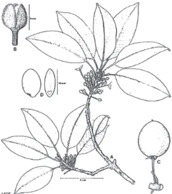 fig. 3: mimusops laurifolia = šwꜢb? from friis e.a. (1986) 203