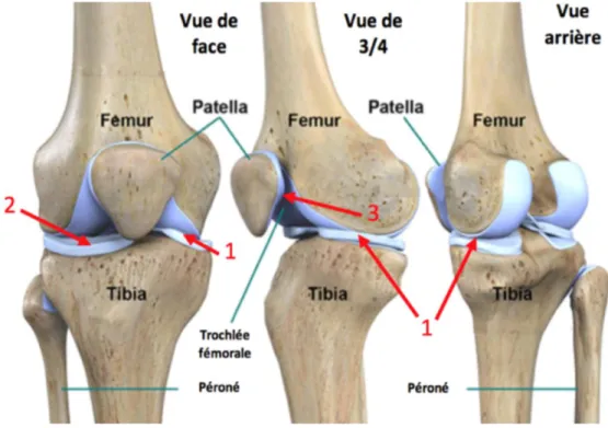 Figure 1 : Anatomie osseuse du genou en vues de face, ¾ antérieure et postérieure (4) 