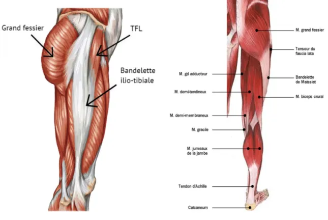 Figure 4. Vues latérale et postérieure des muscles du membre inférieur (7)(8) 
