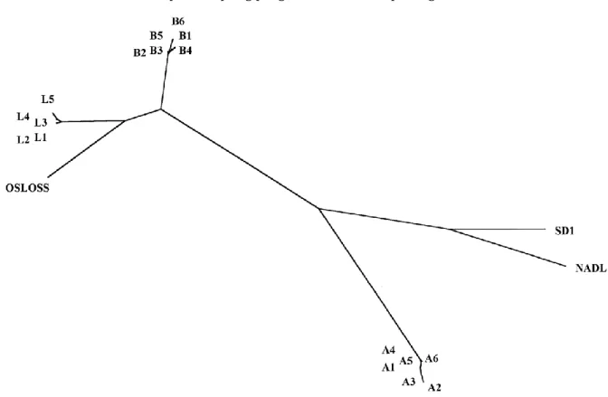 Fig.  1.  Unrooted  phylogenic  tree  representing  the  relationship  between  pestiviruses  from  farms  A,  B  and  L  and  reference strains