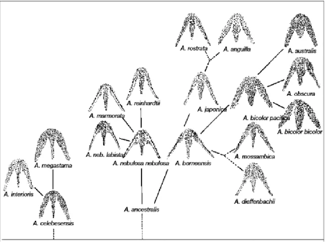 Figure  3.1 :  Évolution  des  espèces  d’anguilles  selon  l’agencement  des  dents.  Source :  tiré  de  Tesch, 2003 : 91