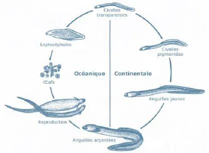 Figure 3.4 : Cycle de vie de l’anguille, sa vie sur le continent et sa reproduction dans  l’océan