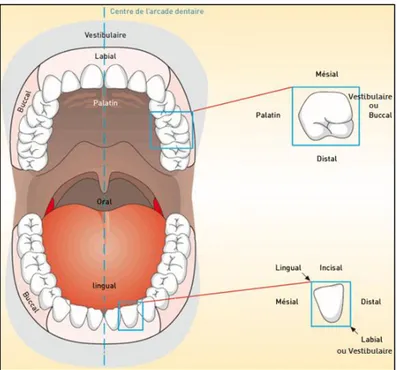 Figure 2 : Faces des dents. (http://www.medeco.de/fr (n.d.))